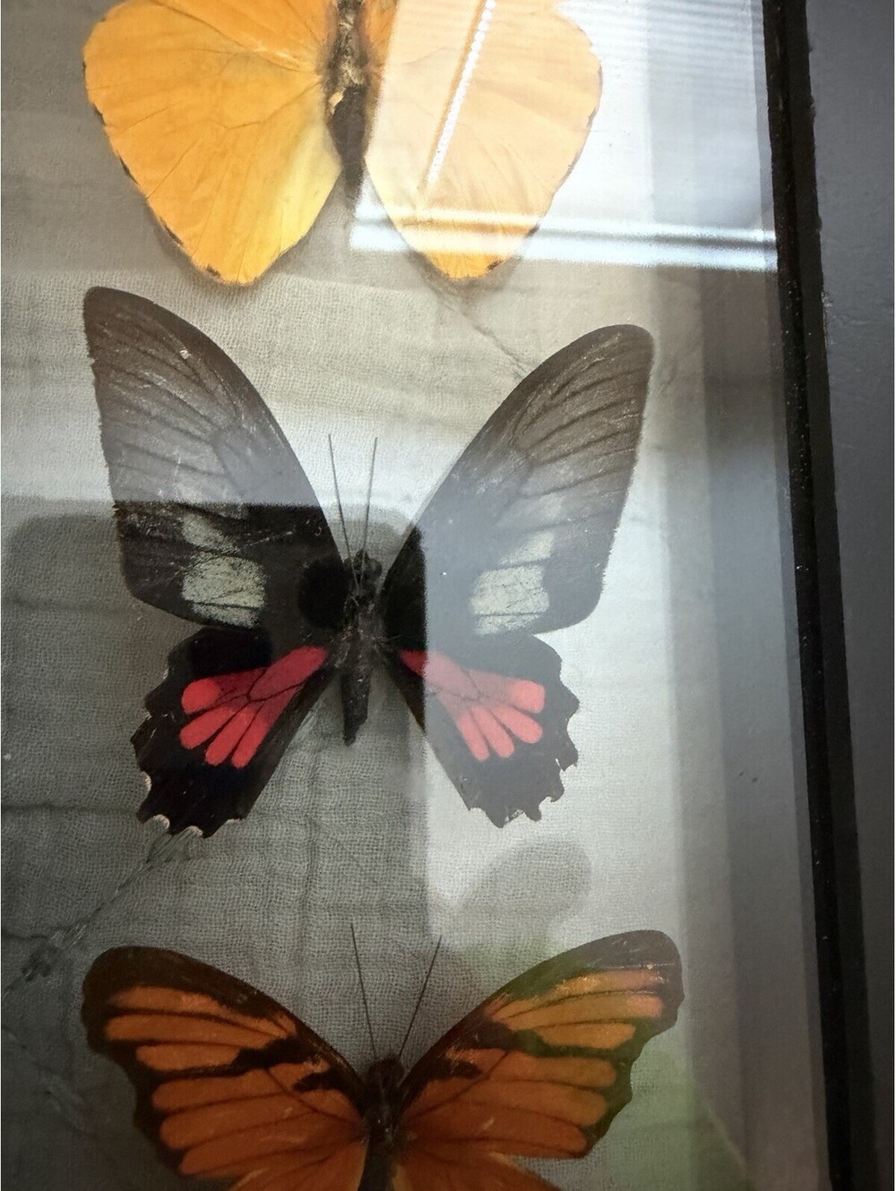 Butterfly Display - Picture 5 of 10